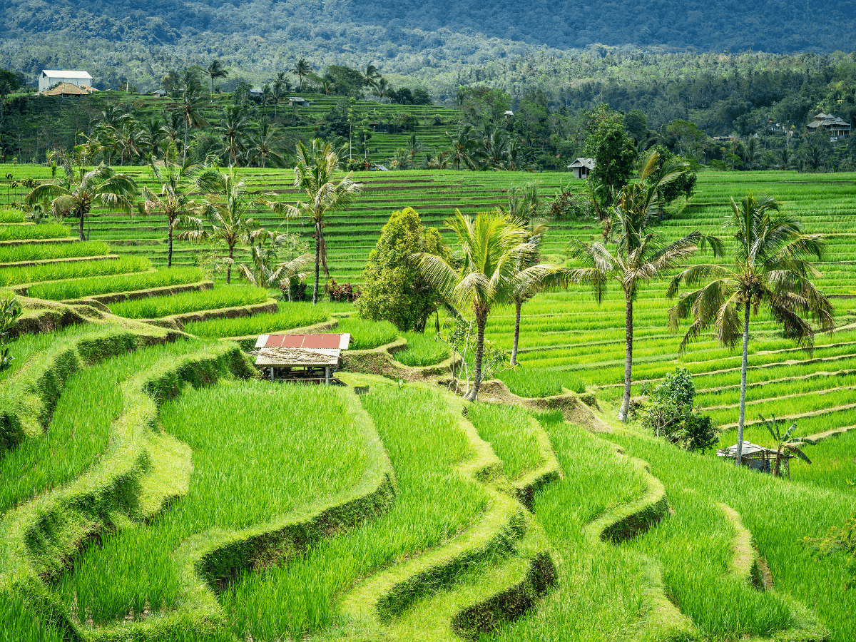 Jatiluwih Rice Field (UNESCO)