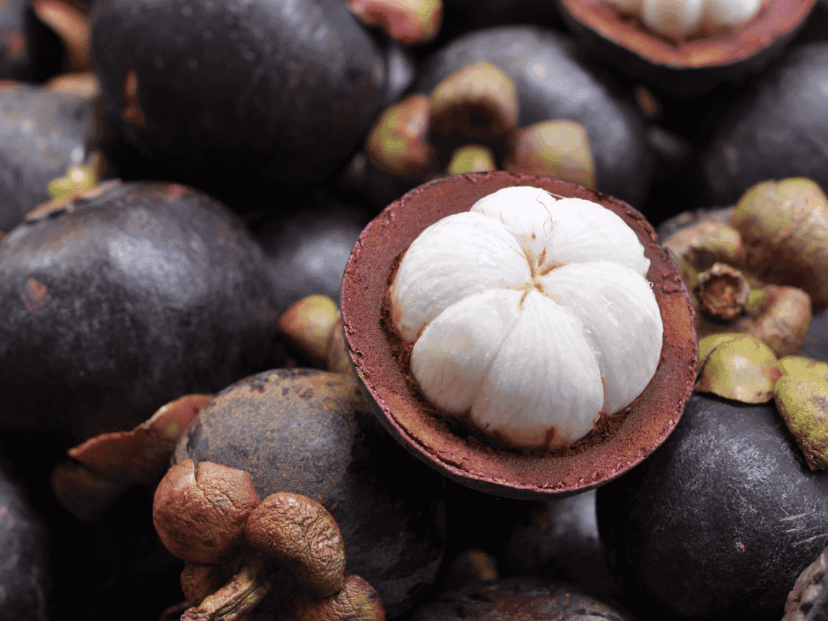 Manggis or Mangosteen