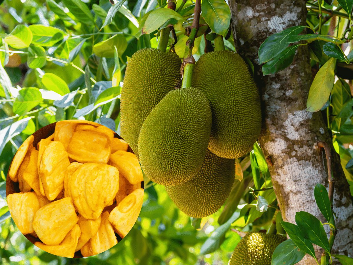 Nangka or Jackfruit