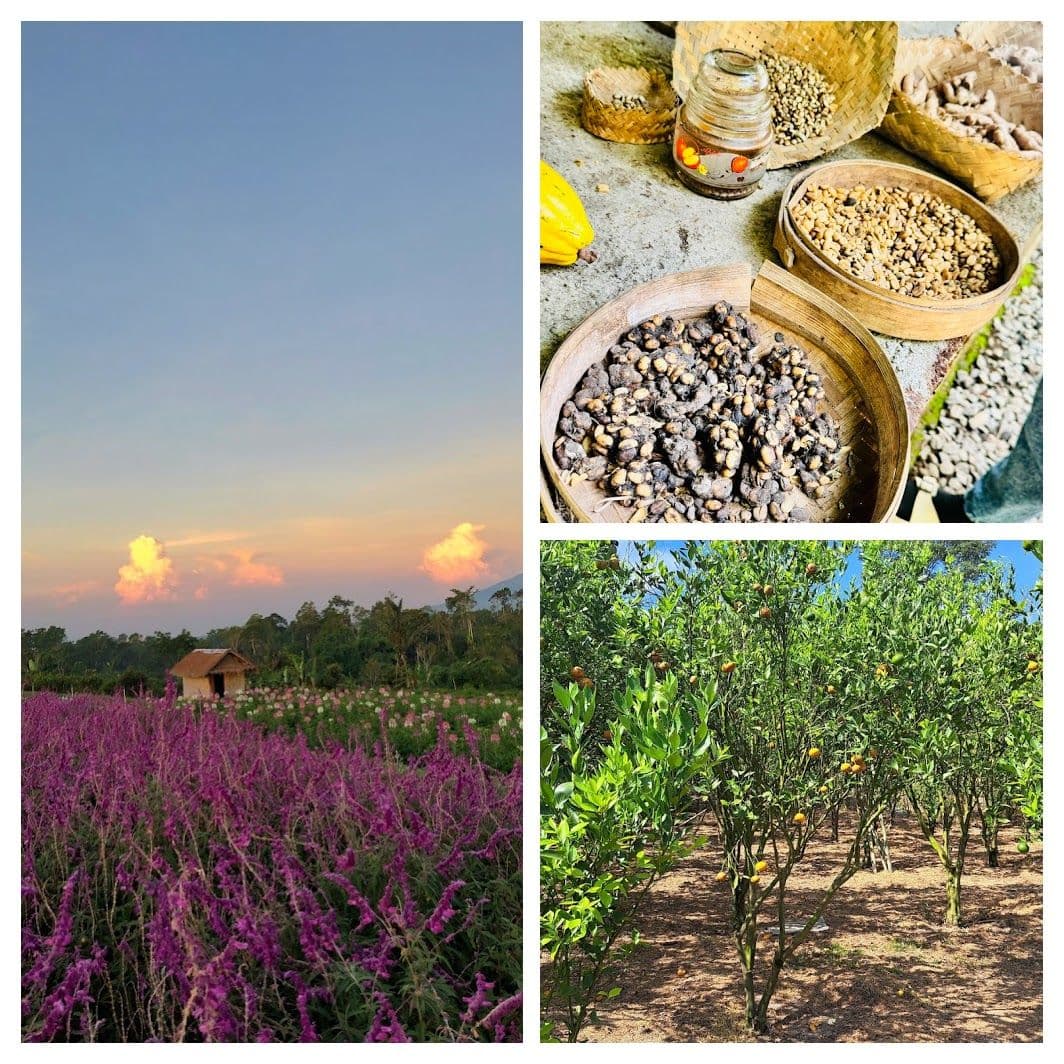 Agrotourism in Kintamani, Bali