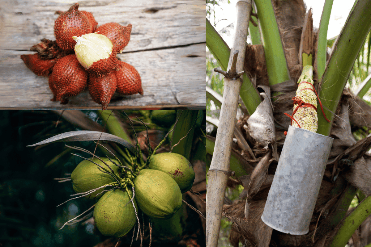 Salak fruit, coconut and palm sap